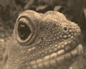 BUG AND LIZARD