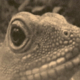 BUG AND LIZARD